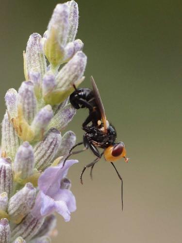 Melanosoma bicolor